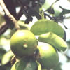 bergamot