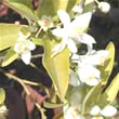 neroli