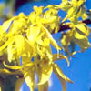 ylang-ylang